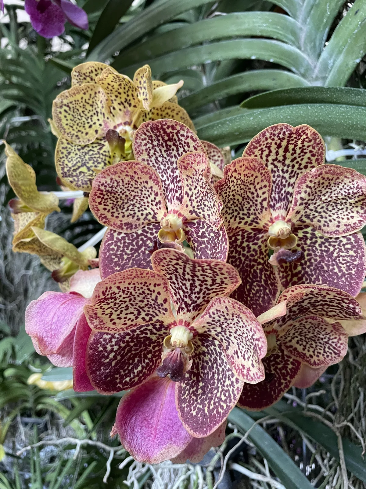 Orchid & Hibiscus Gardens